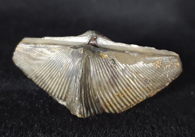 Cyrtospirifer verneuili (MURCHISON 1840) - Bild © FossNet FossilienStore